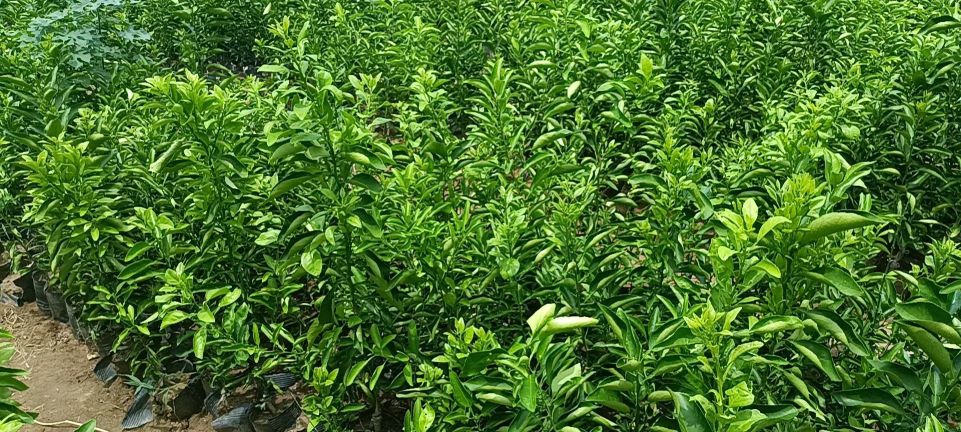 春季爱媛橙开花结果初期