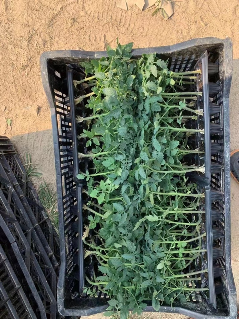 石头番茄苗直生苗嫁接苗