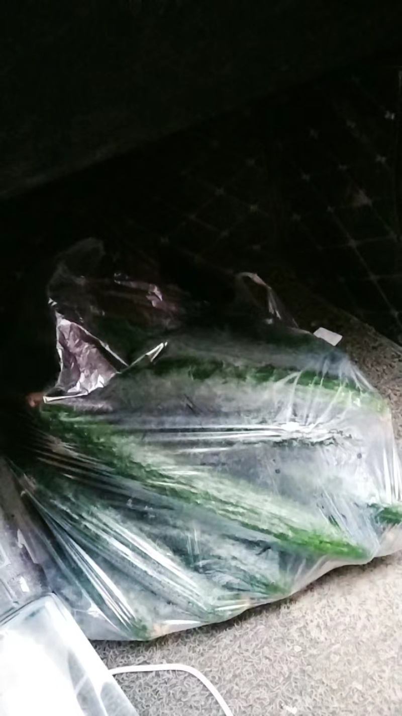 聊城黄瓜密刺黄瓜产地货源大量供应中欢迎咨询