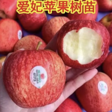爱妃苹果果大味正丰产性好现挖现发保湿发货
