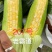 细芯正金银玉米，粤通农业种植有限公司，田头现摘，新鲜