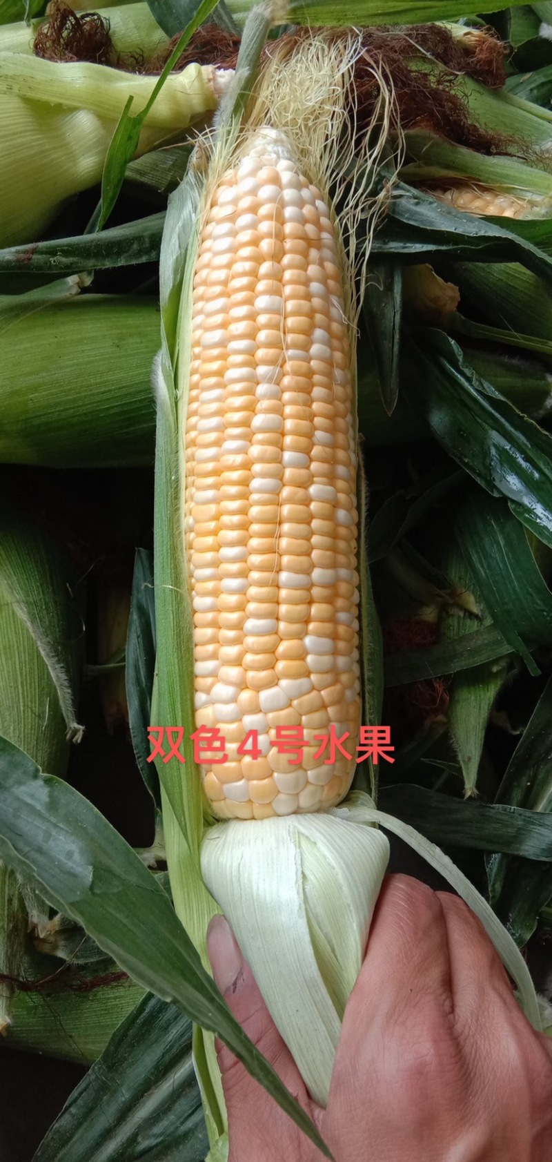 细芯正金银玉米，粤通农业种植有限公司，田头现摘，新鲜