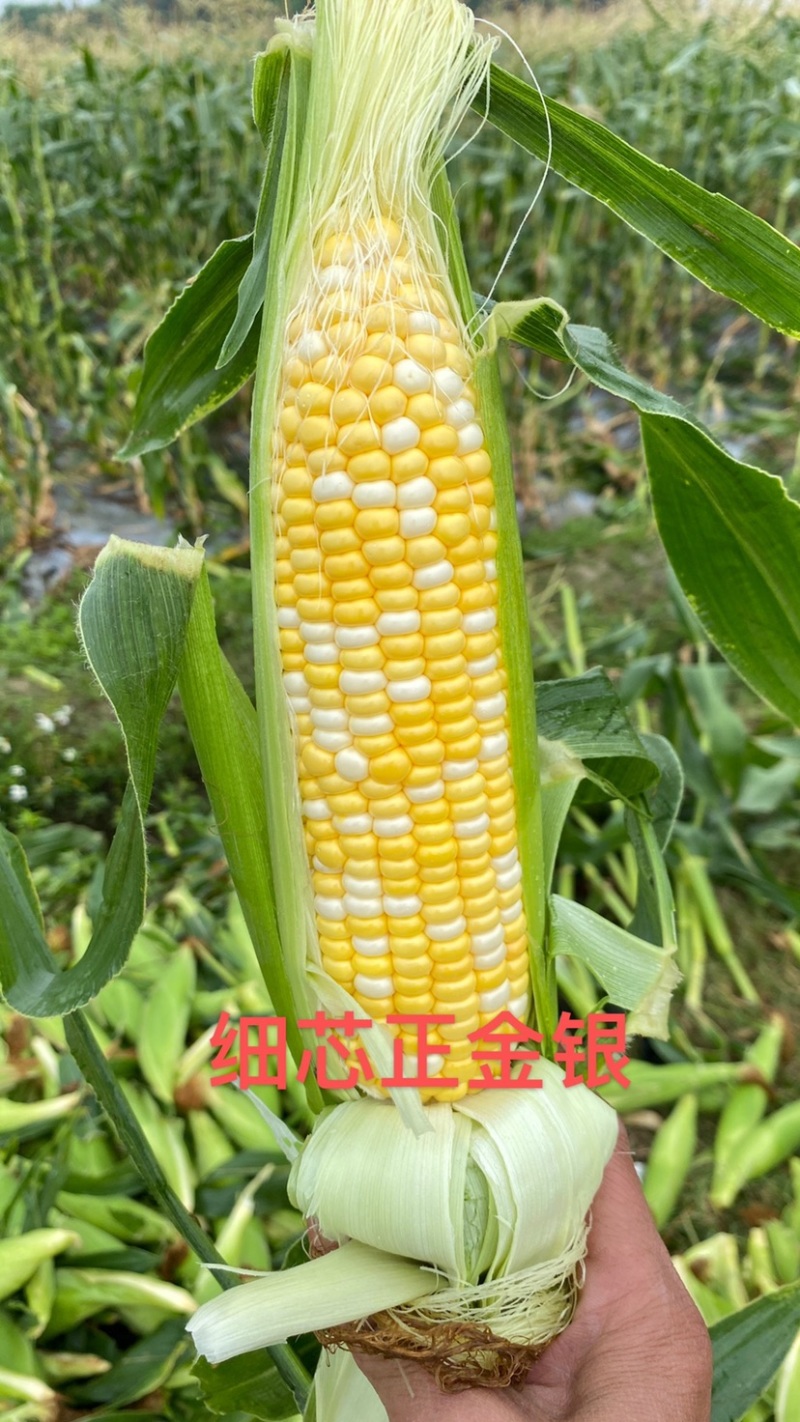 细芯正金银玉米，粤通农业种植有限公司，田头现摘，新鲜