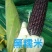 细芯正金银玉米，粤通农业种植有限公司，田头现摘，新鲜