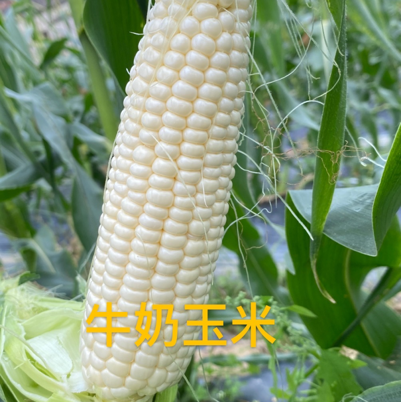 爆浆牛奶玉米，田头现摘，粤通农场