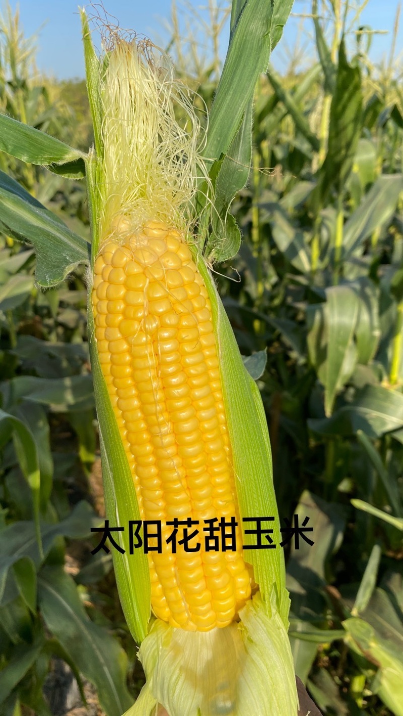 爆浆牛奶玉米，田头现摘，粤通农场