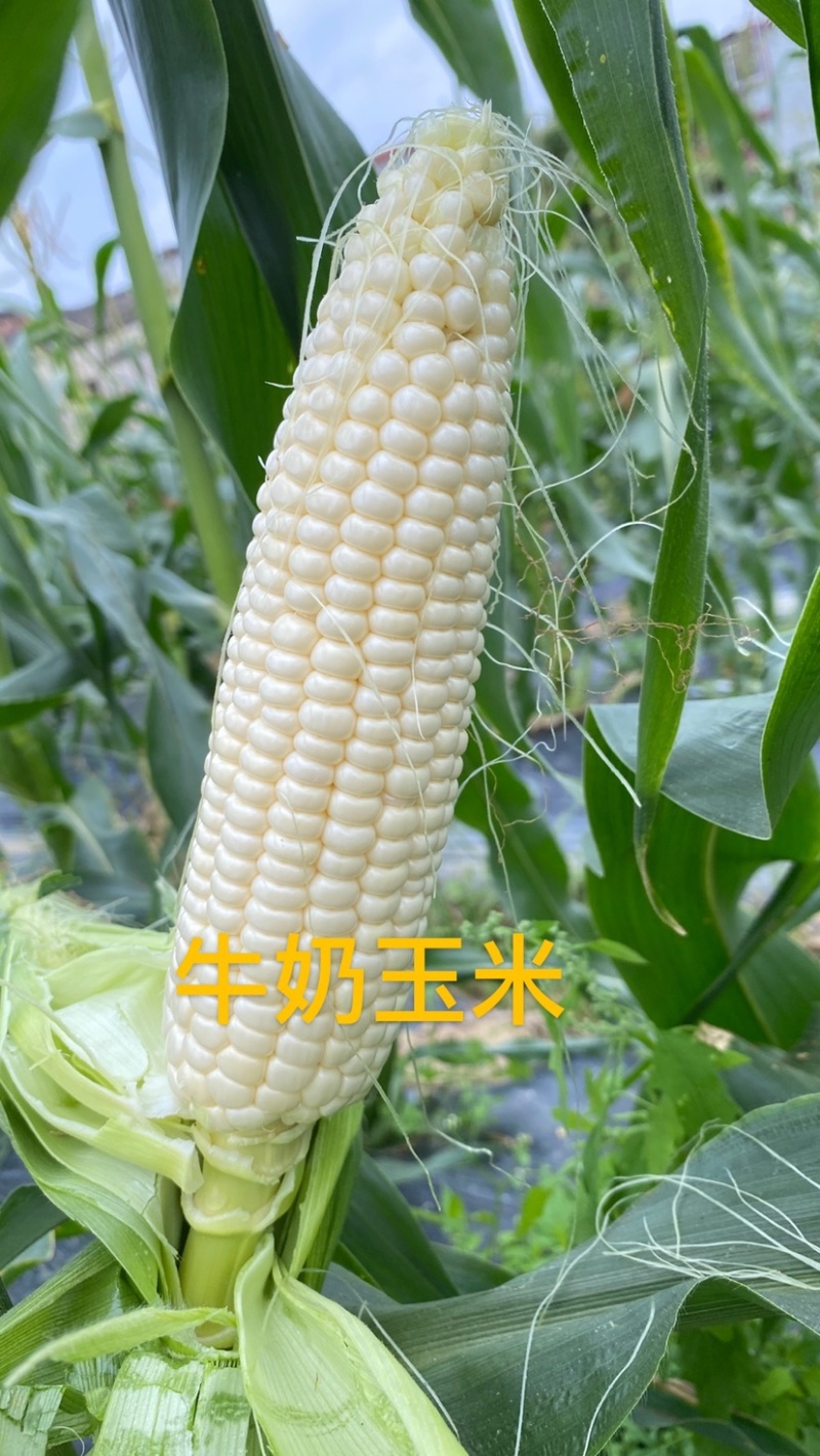 爆浆牛奶玉米，田头现摘，粤通农场
