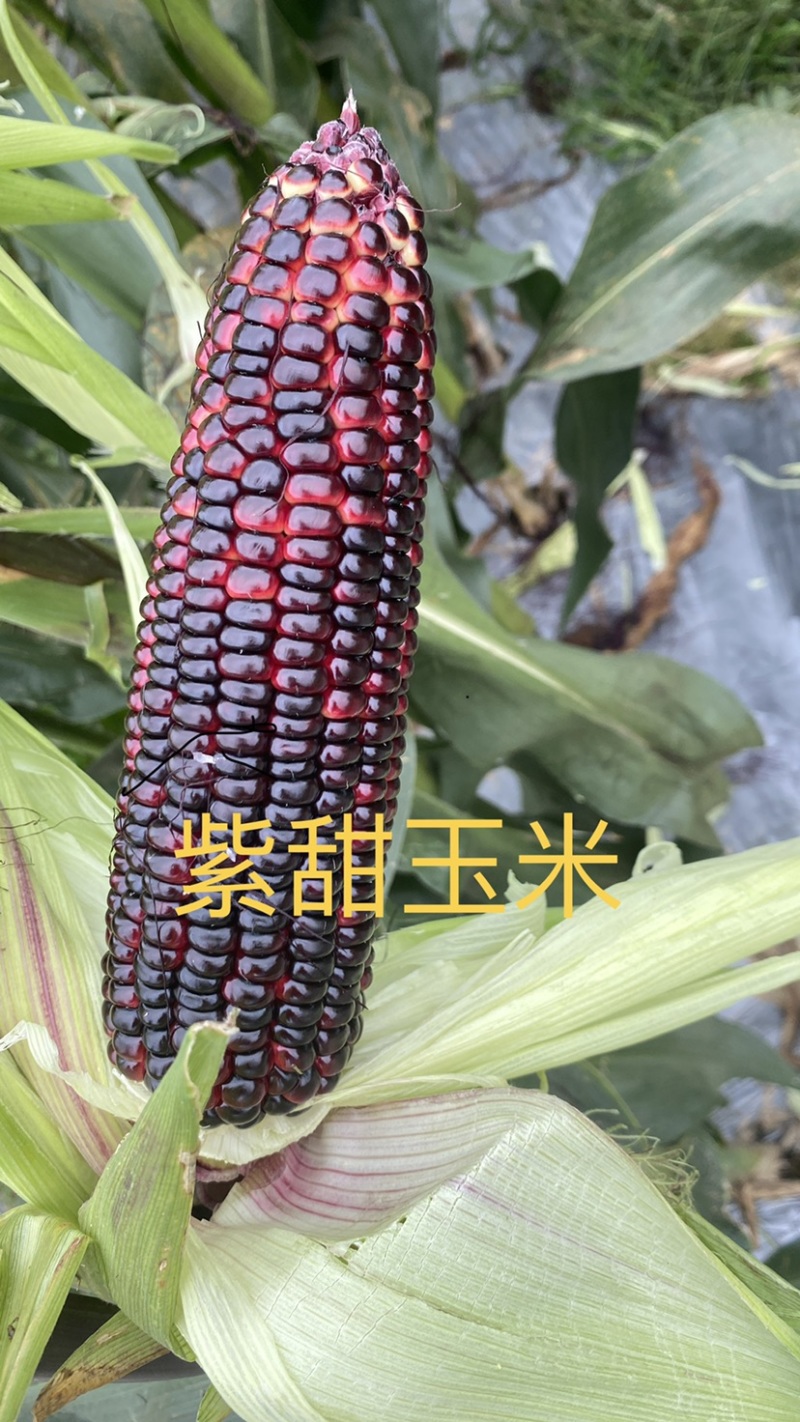 爆浆牛奶玉米，田头现摘，粤通农场
