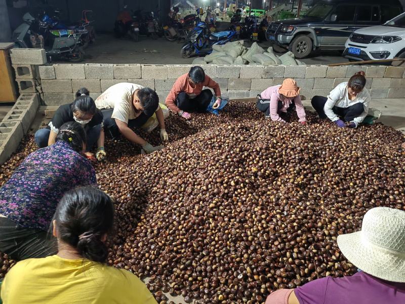 云南省昆明市宜良县代收板栗