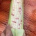 精品水果玉米，紫甜玉米，颗粒饱满，欢迎选购