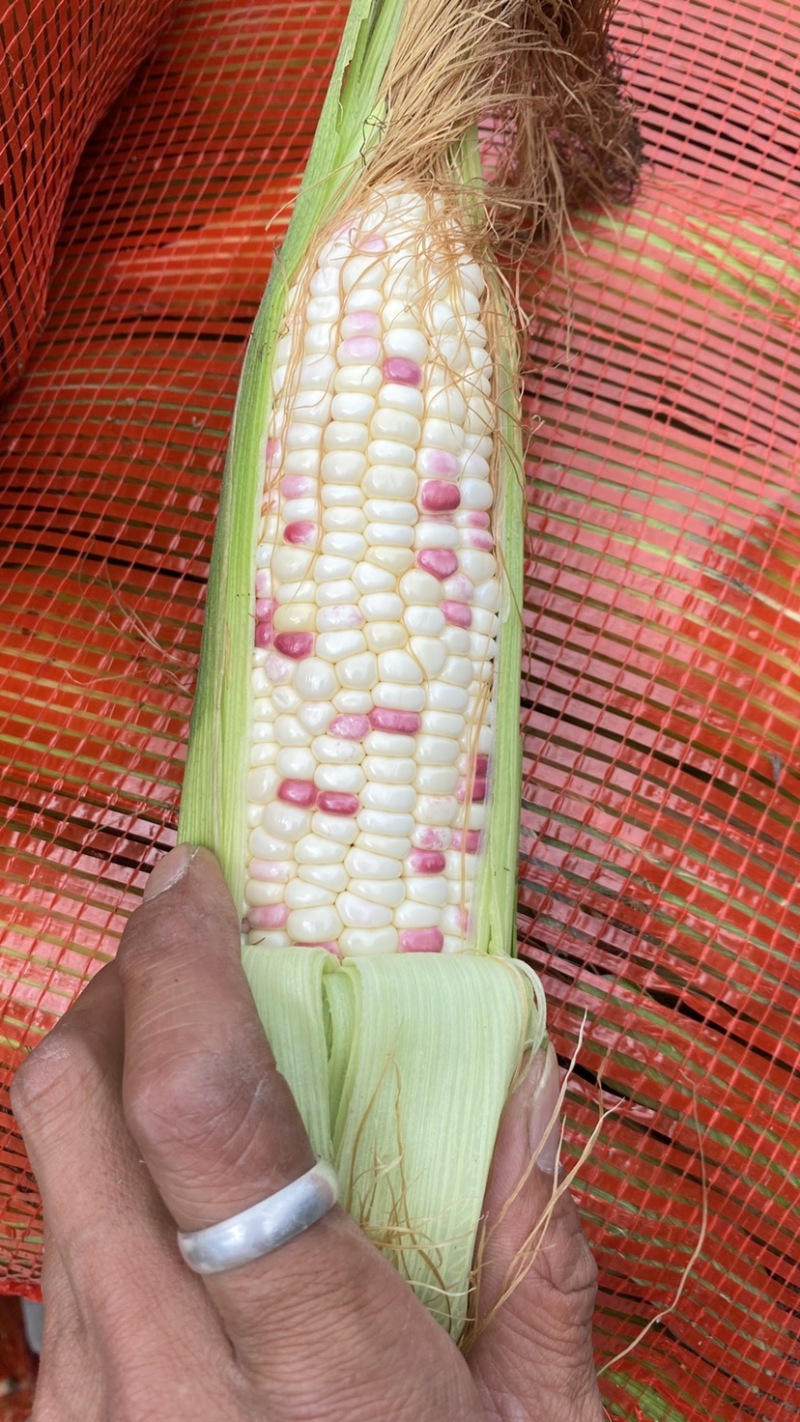 精品水果玉米，紫甜玉米，颗粒饱满，欢迎选购