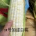 白糯玉米，金银玉米，水果玉米，彩糯玉米，牛奶玉米，太阳花