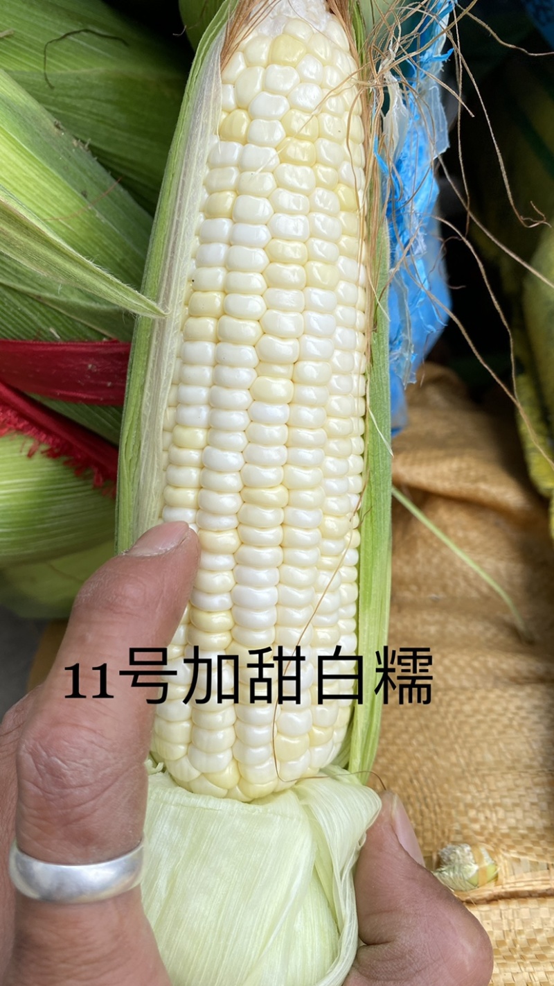 白糯玉米，金银玉米，水果玉米，彩糯玉米，牛奶玉米，太阳花