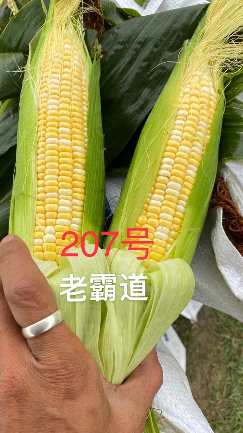 白糯玉米，金银玉米，水果玉米，彩糯玉米，牛奶玉米，太阳花