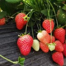 草莓苗、妙香、红颜、香野、甜宝、淡雪、久香、发蓝地