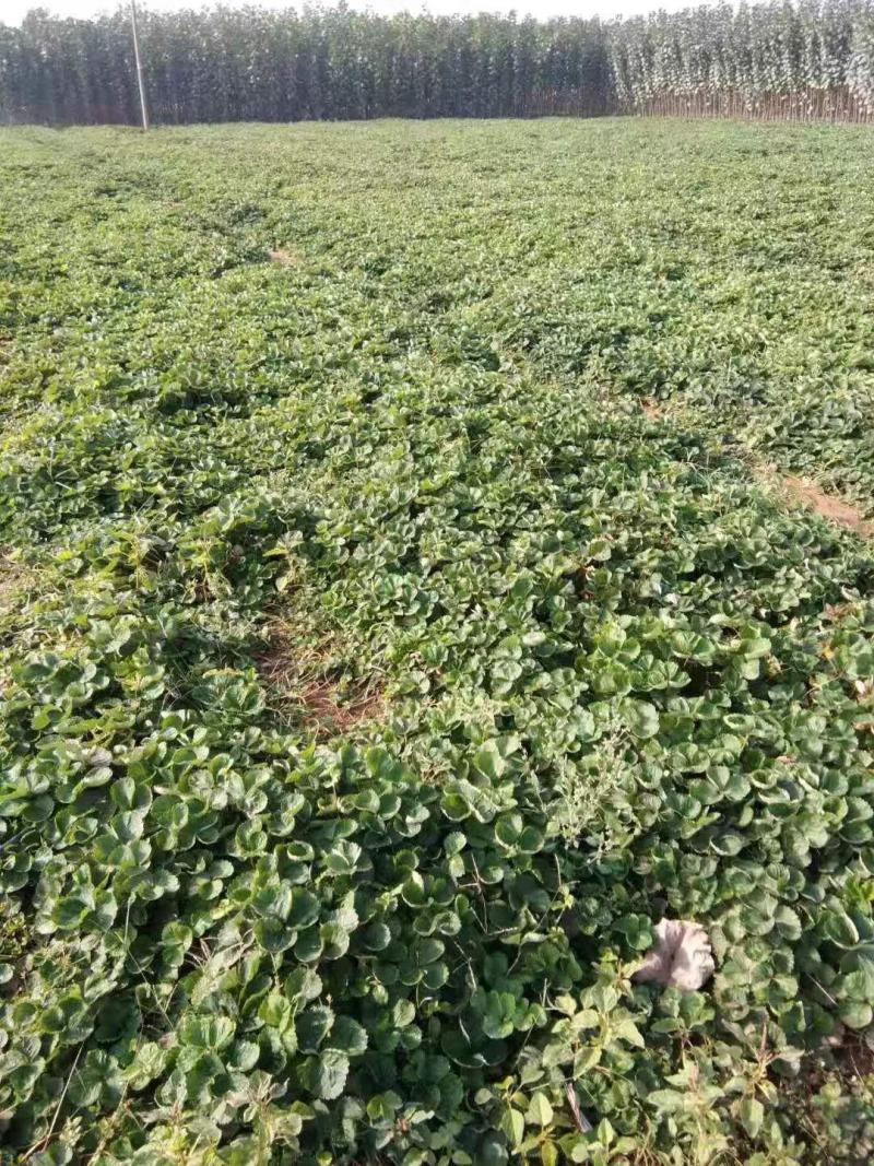 山东草莓苗、红颜、对接全国，现挖现发，量大从优。