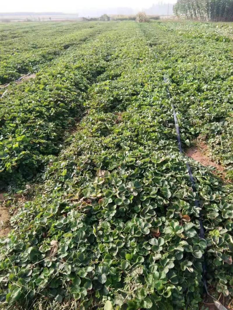 山东草莓苗、红颜、对接全国，现挖现发，量大从优。