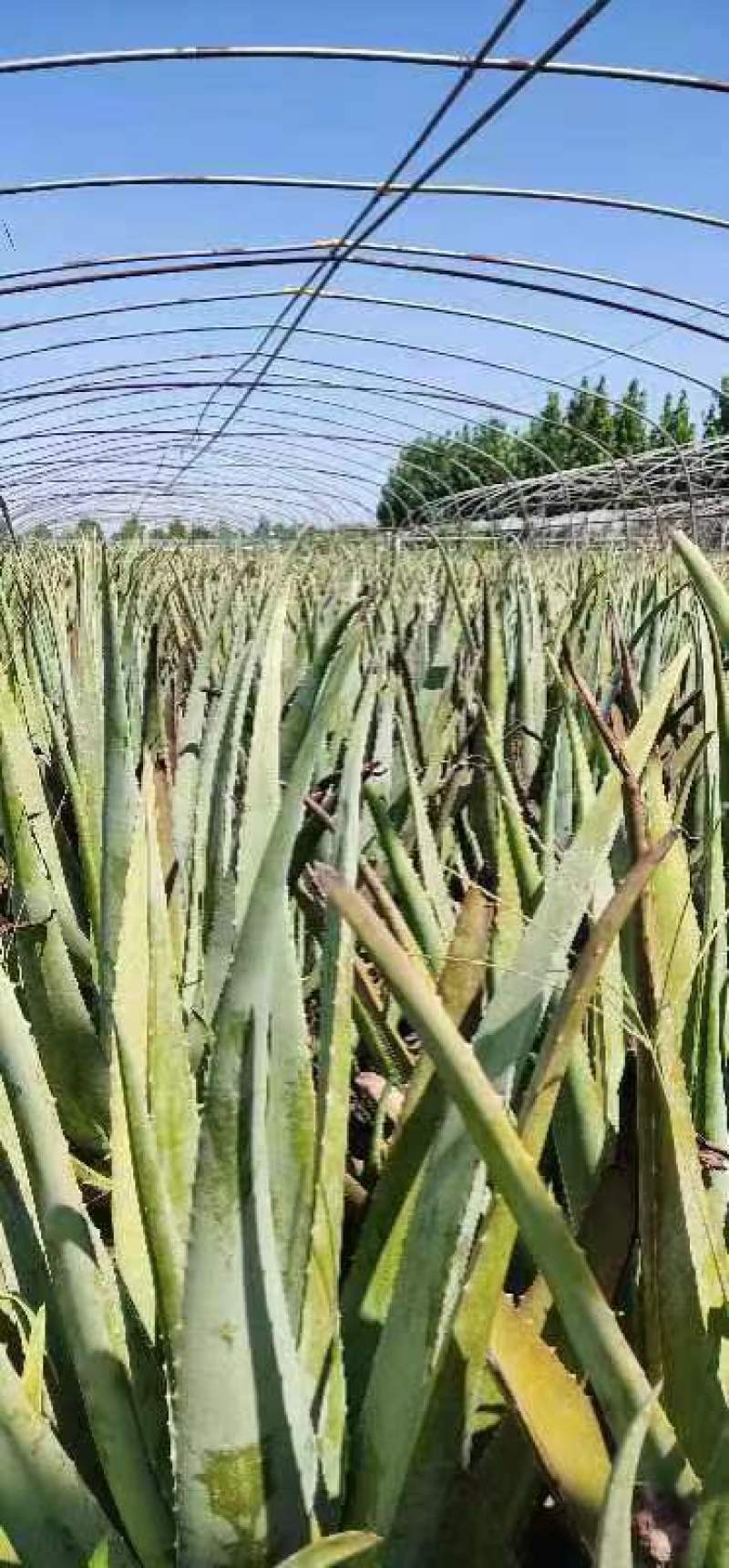 芦荟苗，库拉索芦荟苗，产地发货，量大从优价格美丽欢迎下单