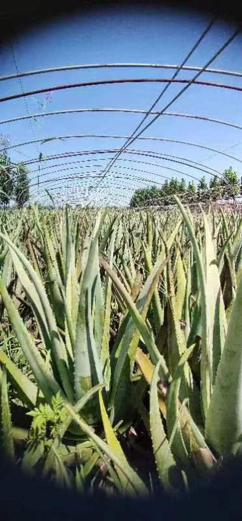 芦荟苗，库拉索芦荟苗，产地发货，量大从优价格美丽欢迎下单