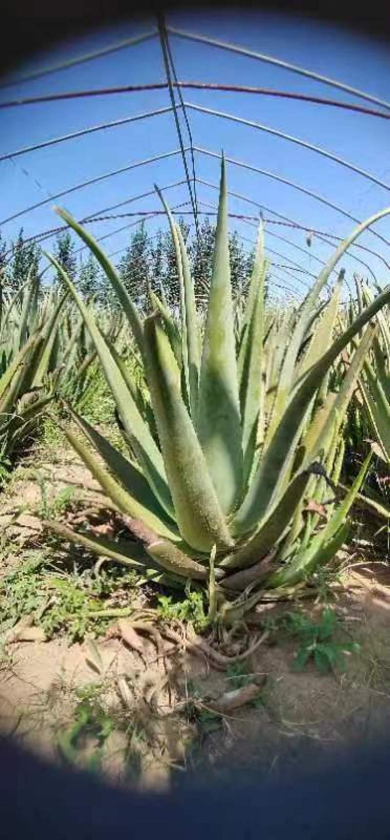 芦荟苗，库拉索芦荟苗，产地发货，量大从优价格美丽欢迎下单