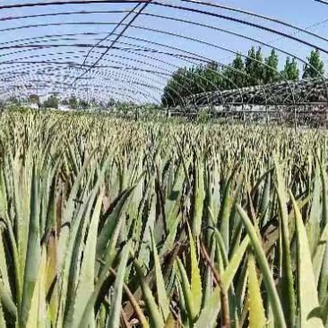 芦荟苗，库拉索芦荟苗，产地发货，量大从优价格美丽欢迎下单