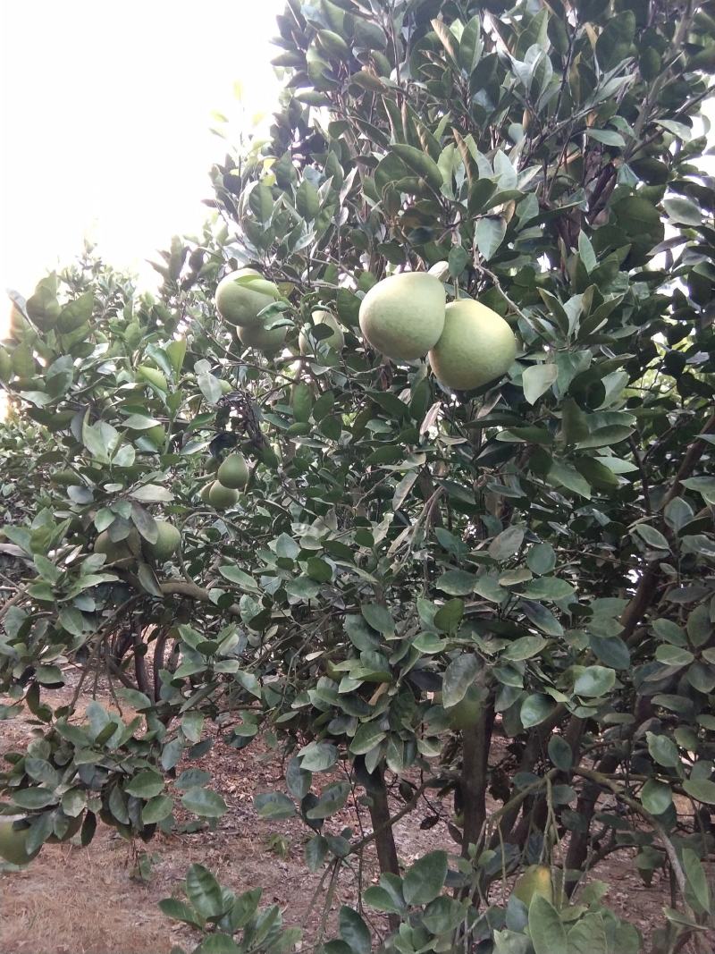 正宗井冈山蜜柚十几年老树