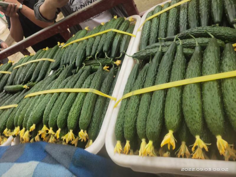 山东聊城莘县暖棚黄瓜大量上市量大从优质量保证可视频看