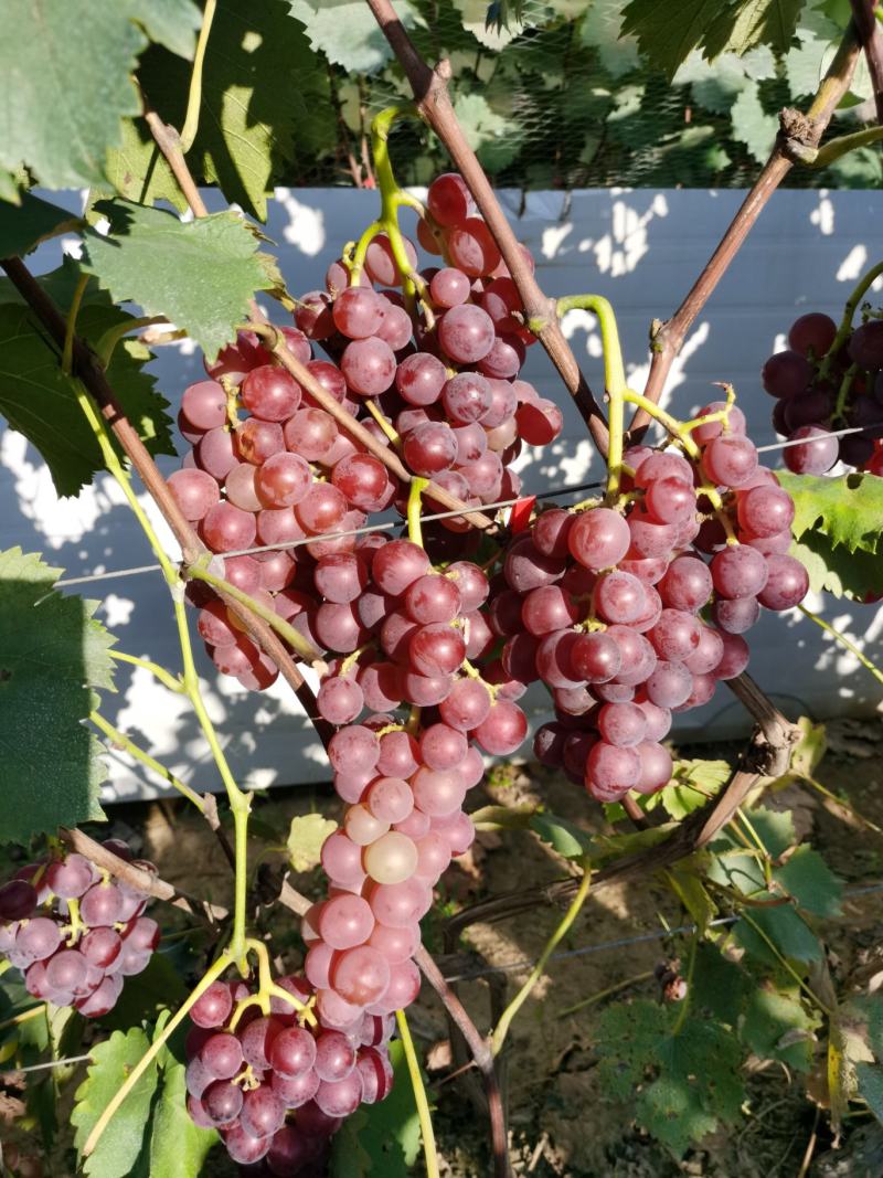 巨峰葡萄