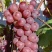 巨峰葡萄