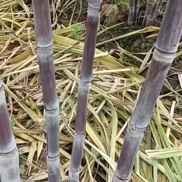 广西黑皮甘蔗长节水分不大糖分高脆甜