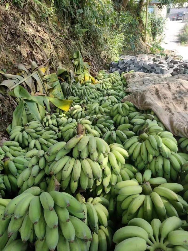 云南芭蕉，苹果蕉大量上市，百亩基地市场，电商供货，一件代发