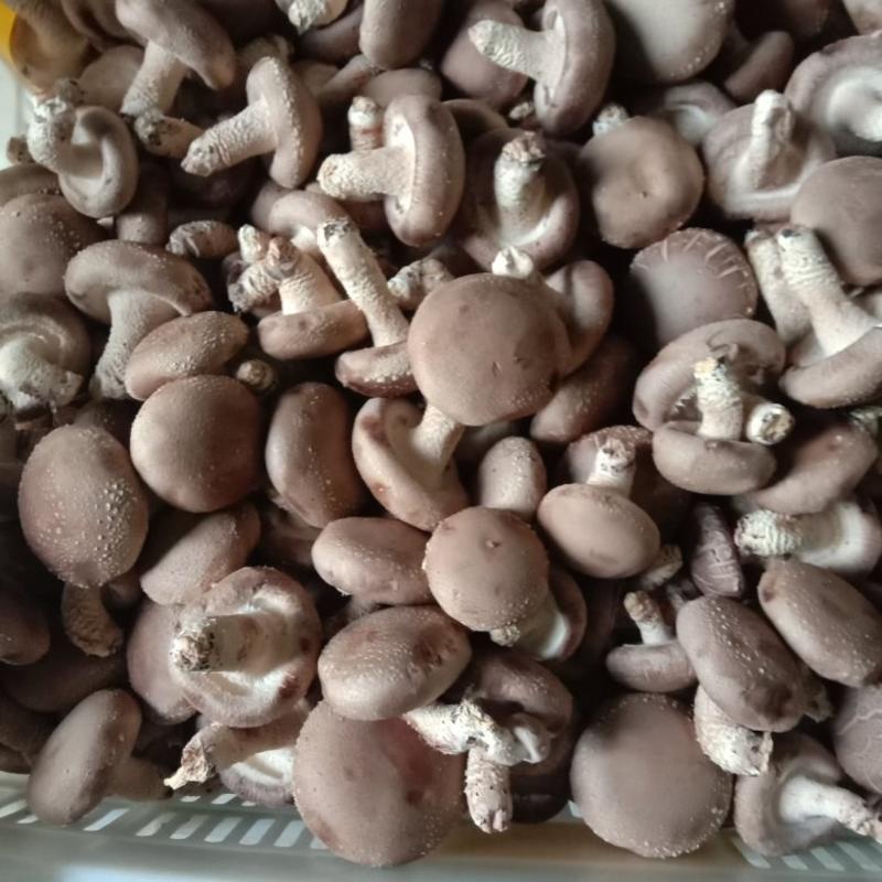 【精品蘑菇】手选4点5以上大白菇，大量供应欢迎合作