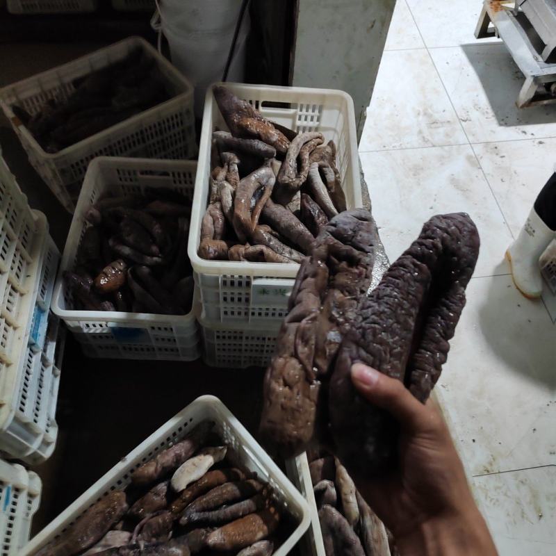 大乌参品相好口感好