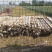 葡萄园围栏水泥柱9成新快速装车钢筋粗质量好