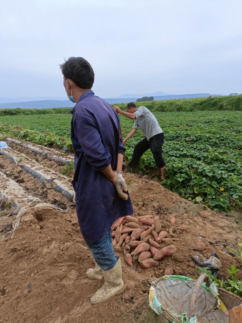 沙地板栗红薯，条行好，囗感好，