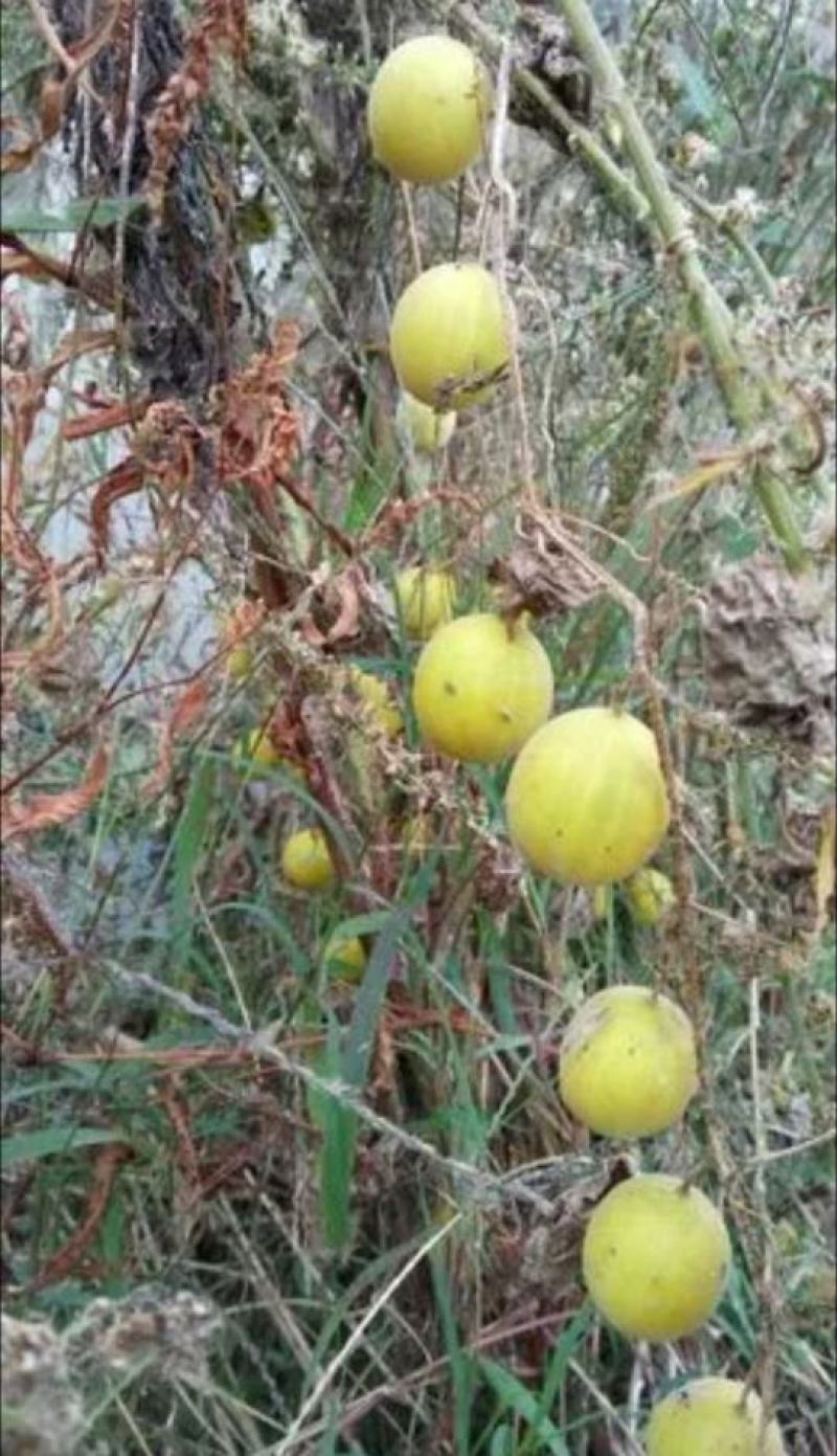 马泡
