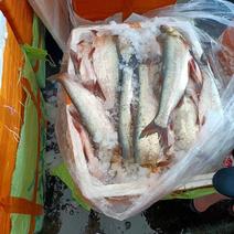 【鲜达】翘嘴白鱼2.5-3斤，天天发货全国物流配送次日到