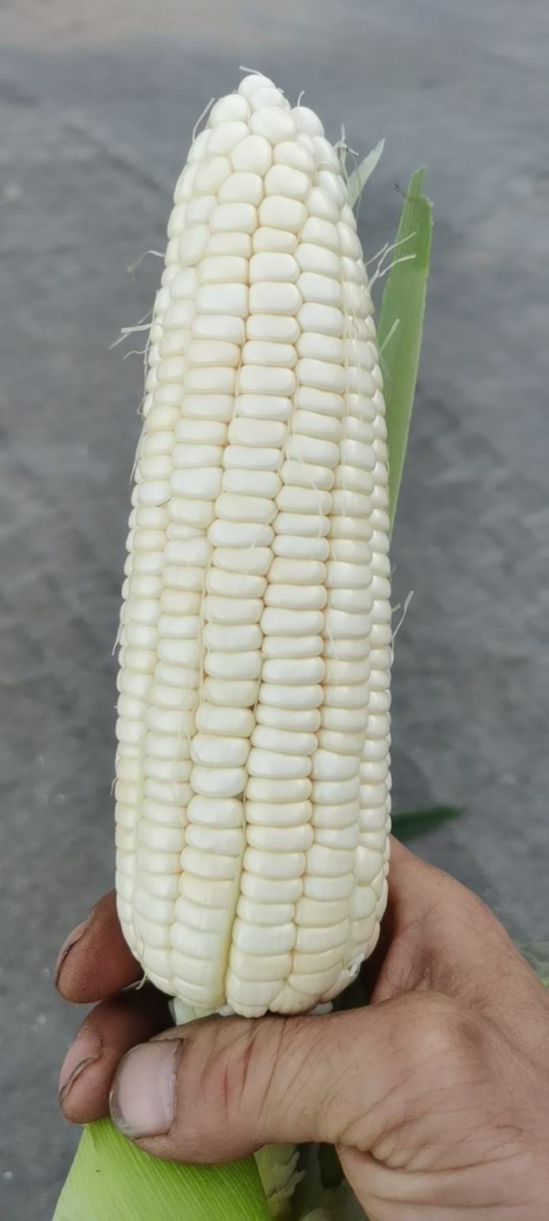 万糯二千