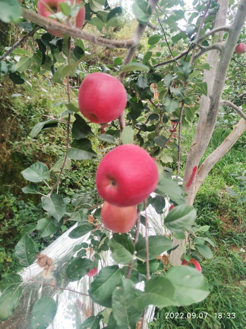 云南昭通丑苹果