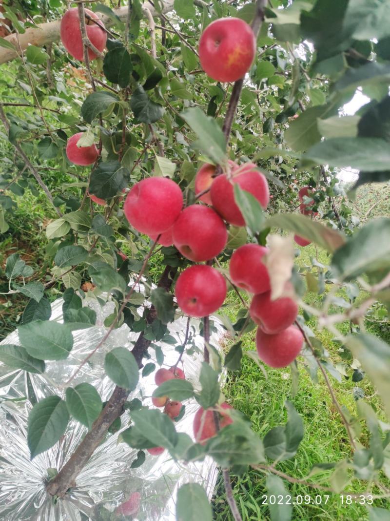 云南昭通丑苹果