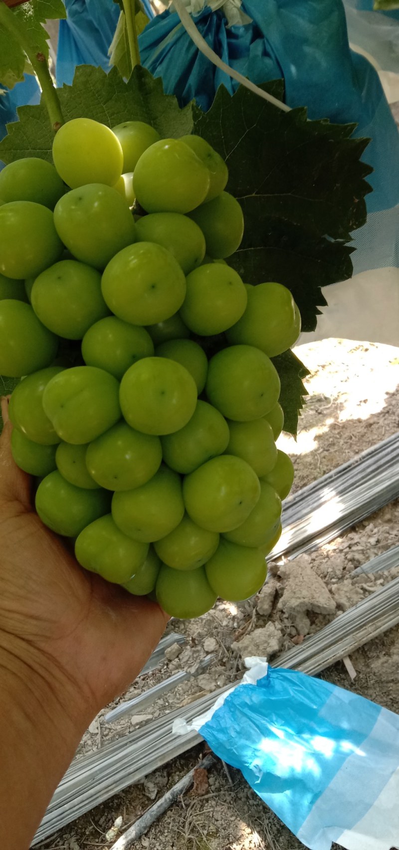 阳光玫瑰葡萄