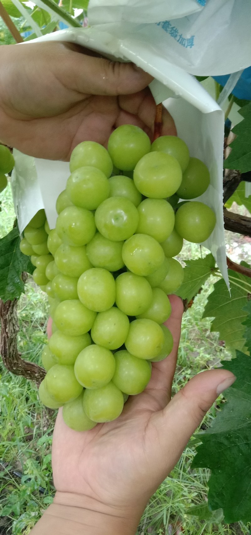 阳光玫瑰葡萄