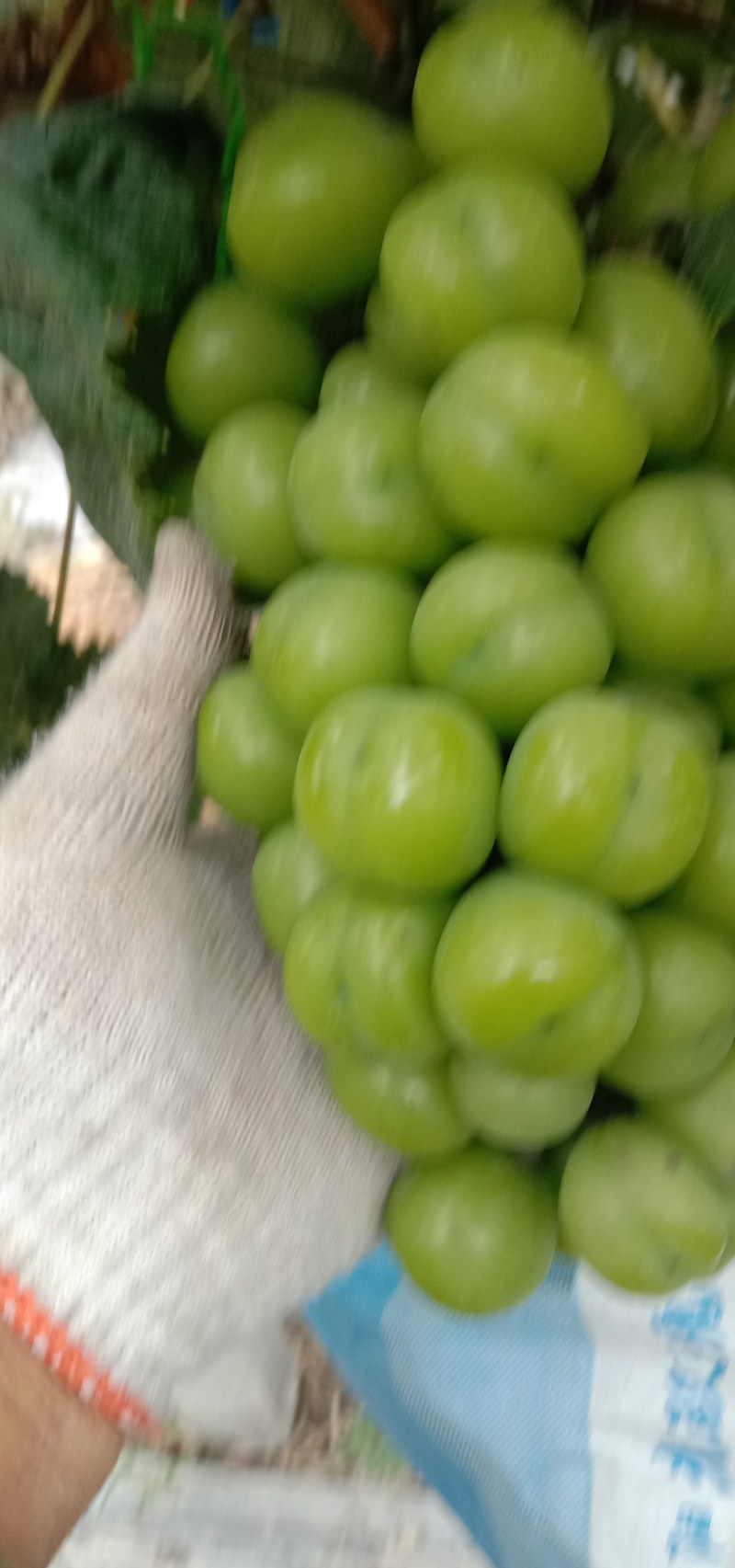 阳光玫瑰葡萄