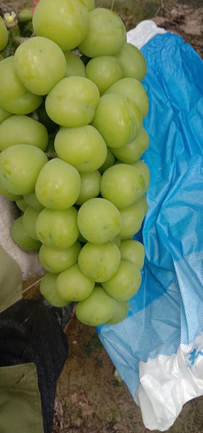 阳光玫瑰葡萄