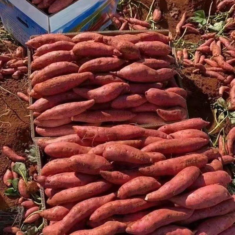 云南西瓜红红薯、红土地孕育精品细长条，量大价美欢迎下单