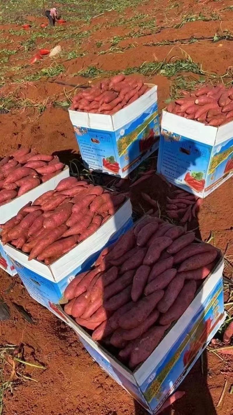 云南西瓜红红薯、红土地孕育精品细长条，量大价美欢迎下单