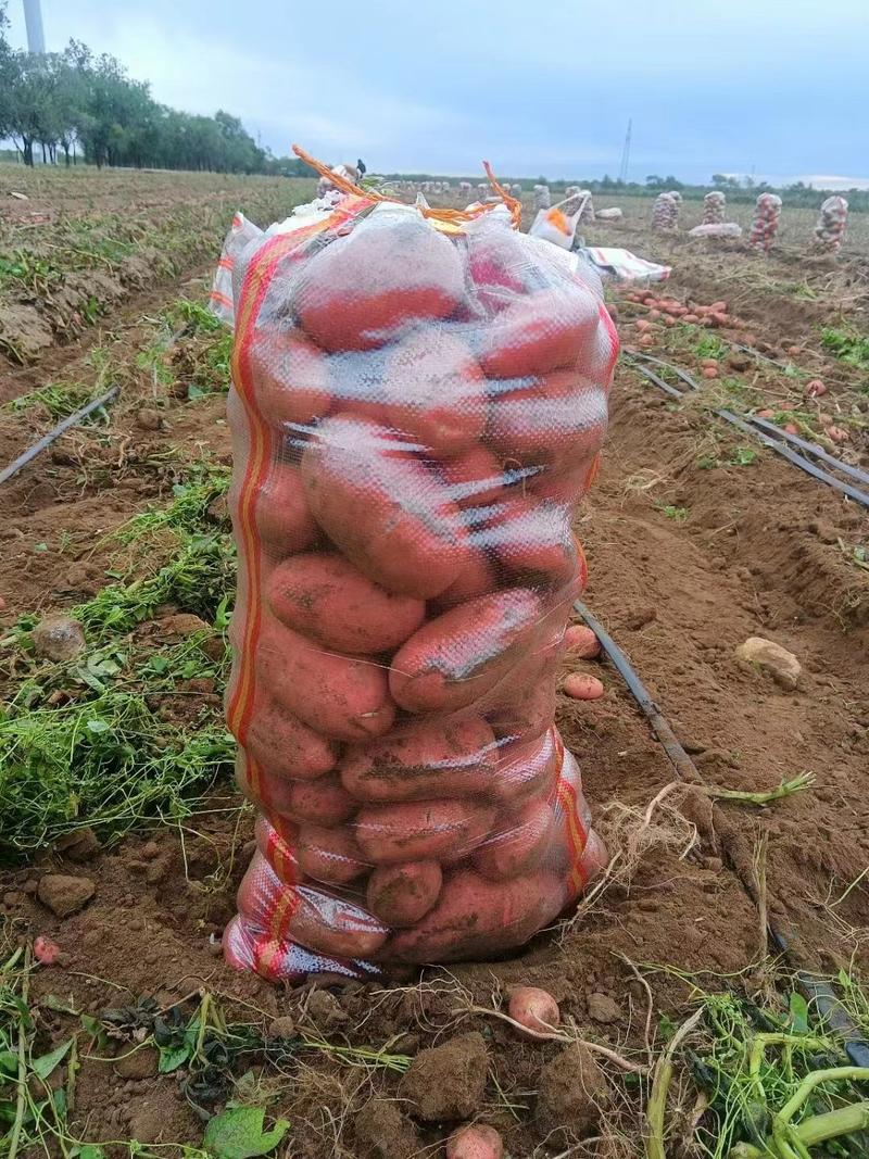 红皮黄心土豆：沙土基地货，质优价廉，质量保证，量大从优