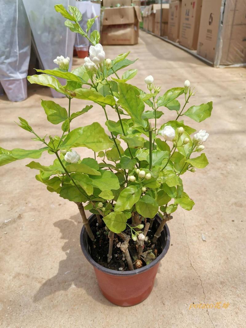 茉莉花盆栽重瓣花苞浓香型室内阳台好养花卉夏季驱蚊净化空气