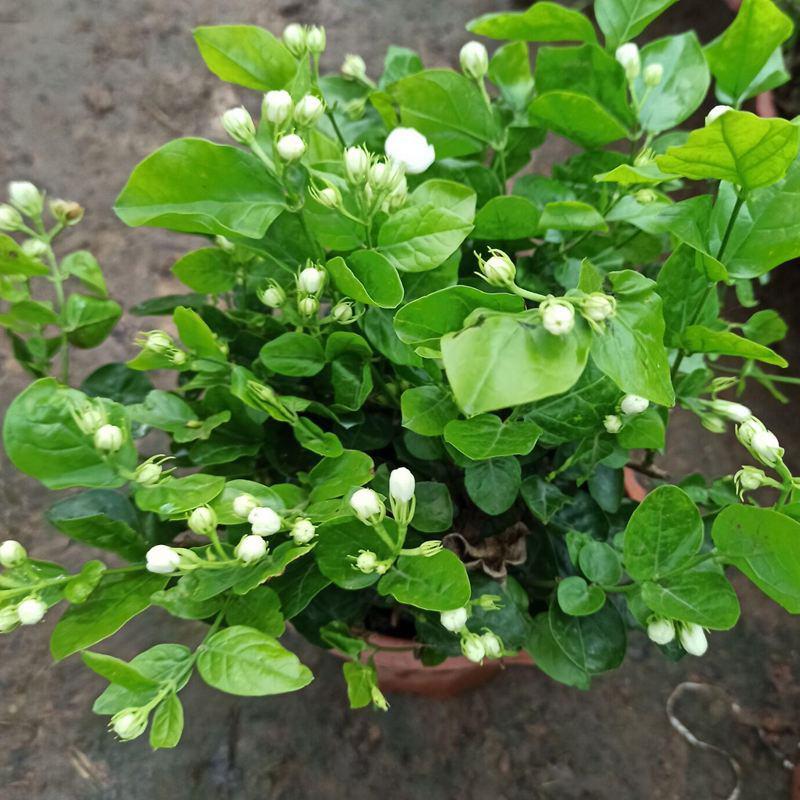 茉莉花盆栽重瓣花苞浓香型室内阳台好养花卉夏季驱蚊净化空气