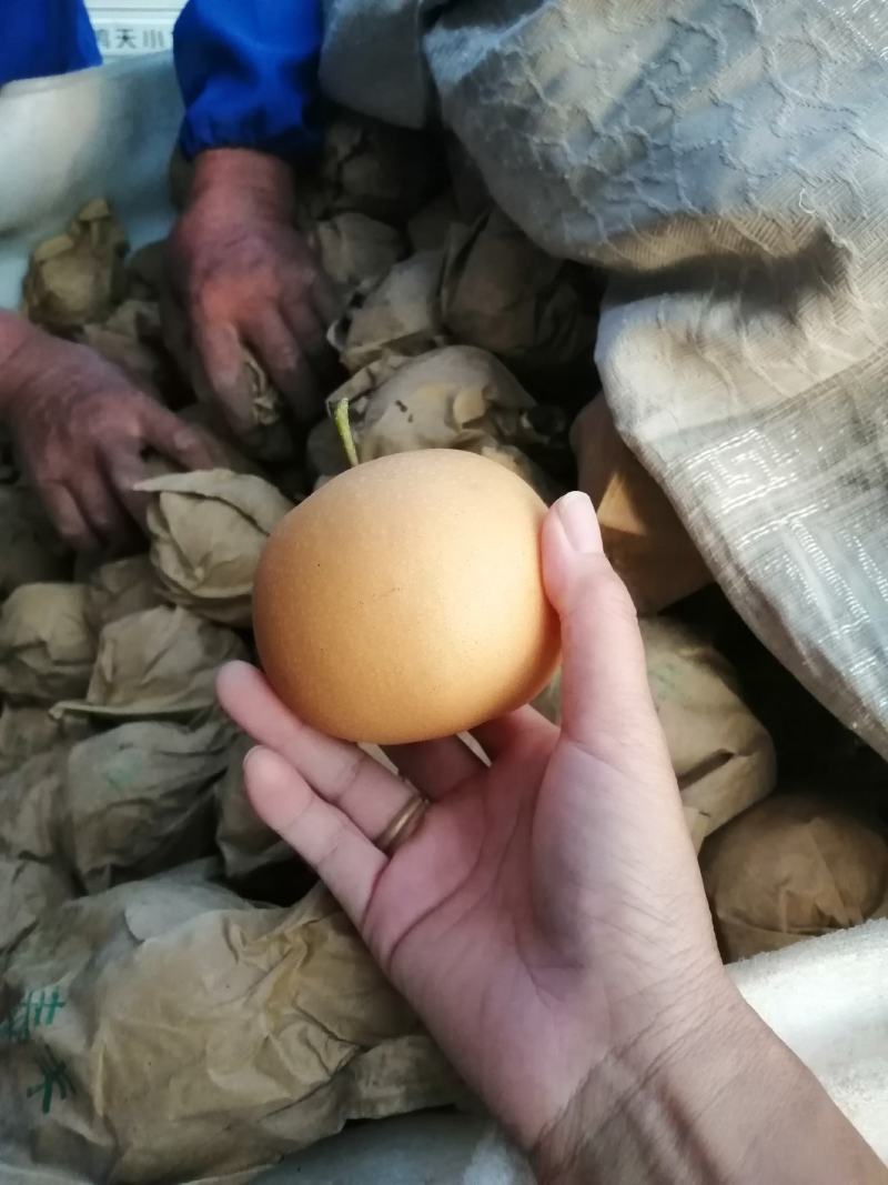 秋月梨正在火爆热销，保质保量，全国发货